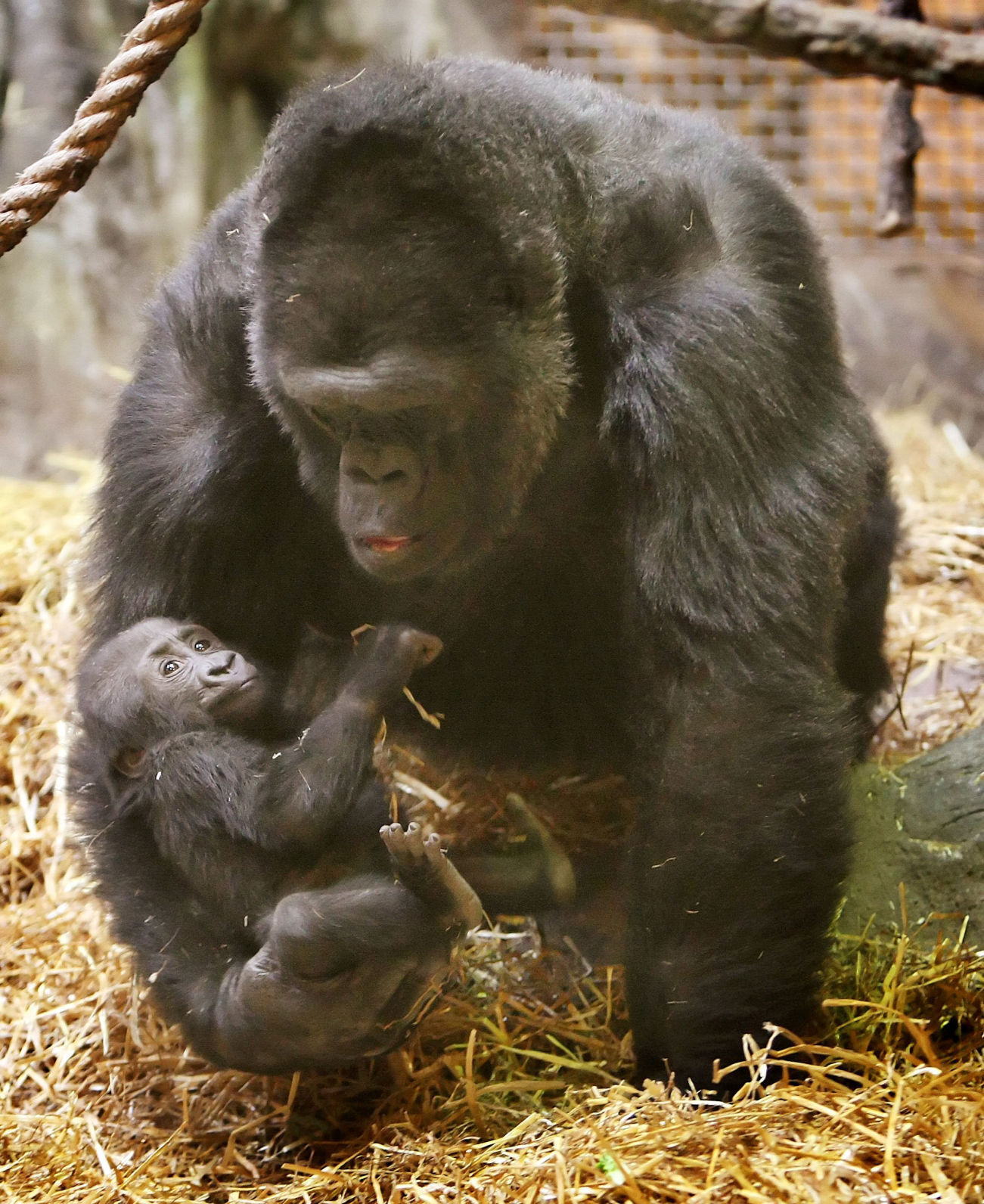 zoo babies
